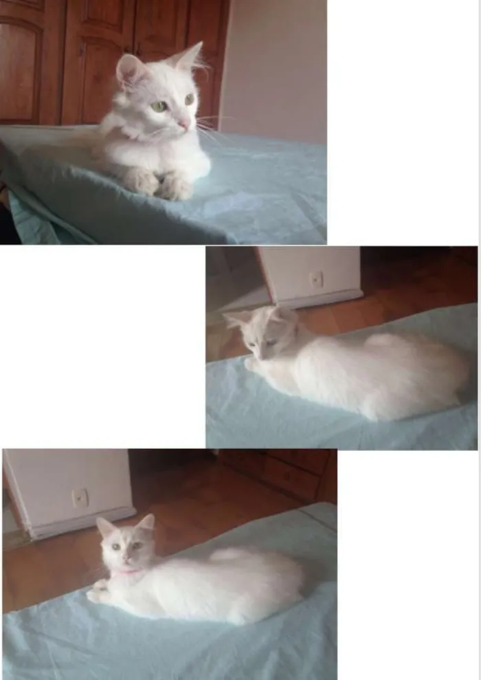 Gato raça sem raça idade 2 a 6 meses nome Vodka