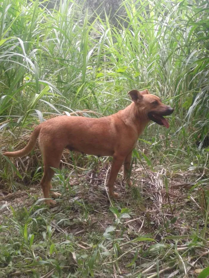 Cachorro ra a SRD idade 5 anos nome Bia