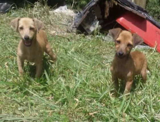 Cachorro ra a SRD idade 2 a 6 meses nome Scoth