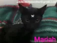 Mariah