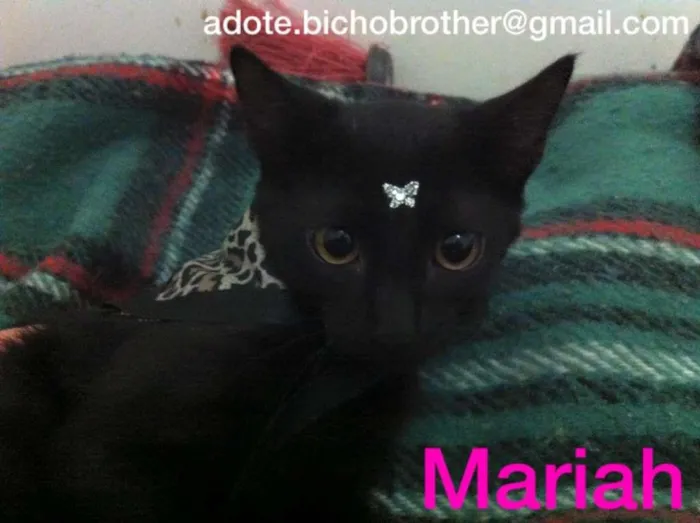 Gato ra a SRD idade 2 a 6 meses nome Mariah