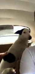 Bob