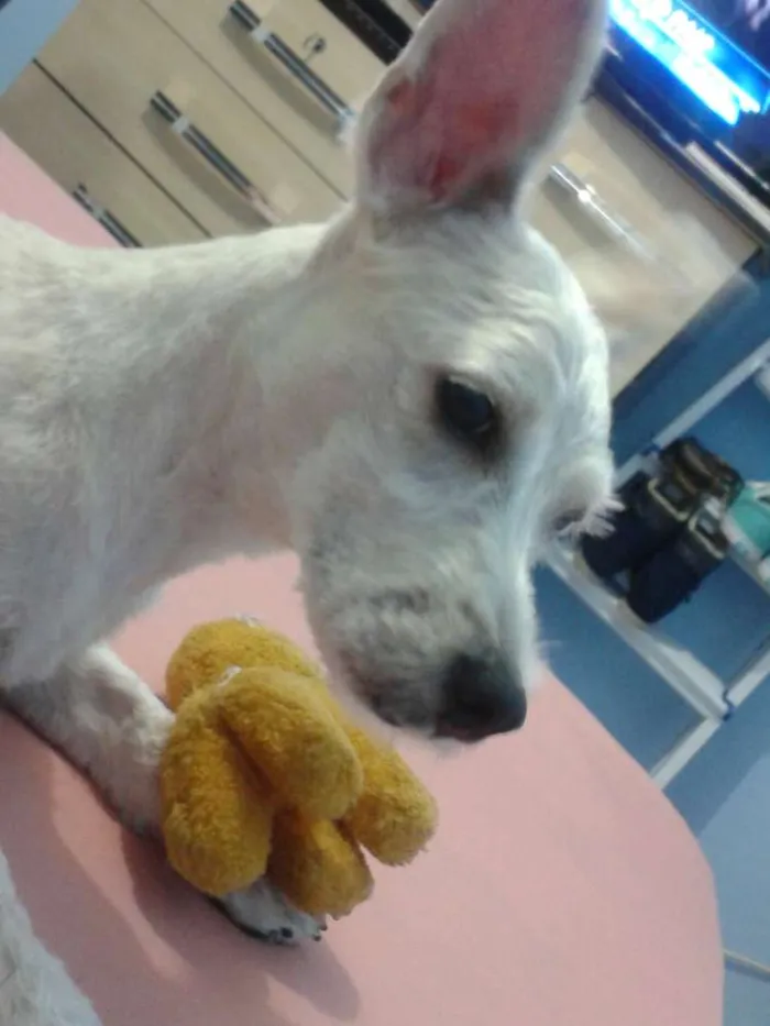 Cachorro raça SRD idade 1 ano nome Pitty