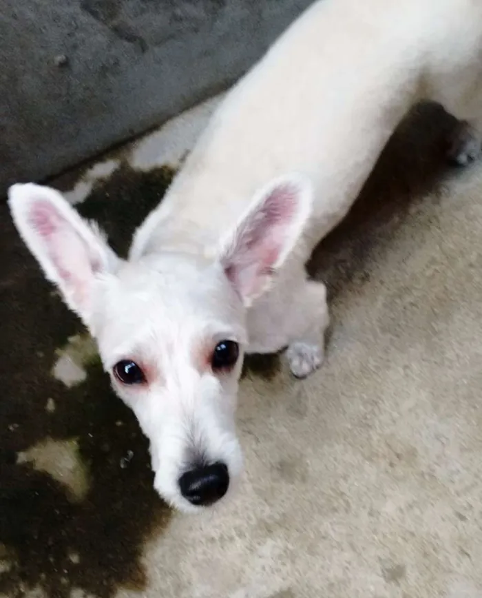 Cachorro raça SRD idade 1 ano nome Pitty