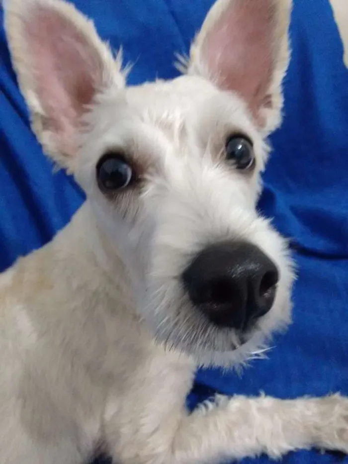 Cachorro raça SRD idade 1 ano nome Pitty