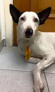 Bob
