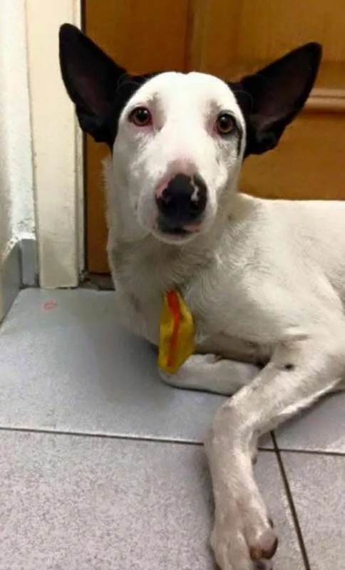 Cachorro ra a sem raça  idade 1 ano nome Bob