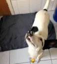 Bob