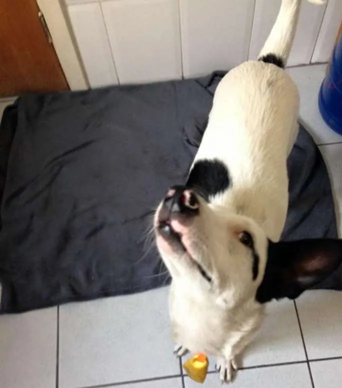 Cachorro ra a sem raça  idade 1 ano nome Bob
