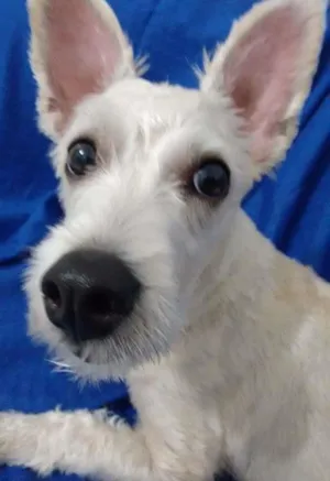Cachorro raça SRD idade 1 ano nome Pitty