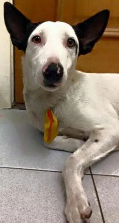 Cachorro ra a sem raça  idade 1 ano nome Bob
