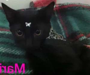 Gato raça SRD idade 2 a 6 meses nome Mariah