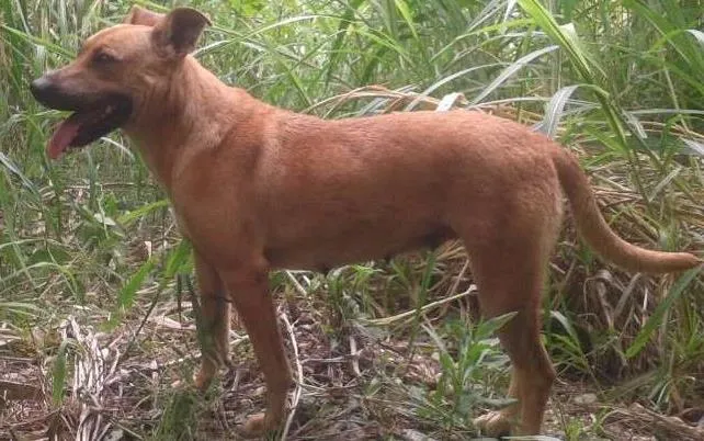 Cachorro ra a SRD idade 5 anos nome Bia