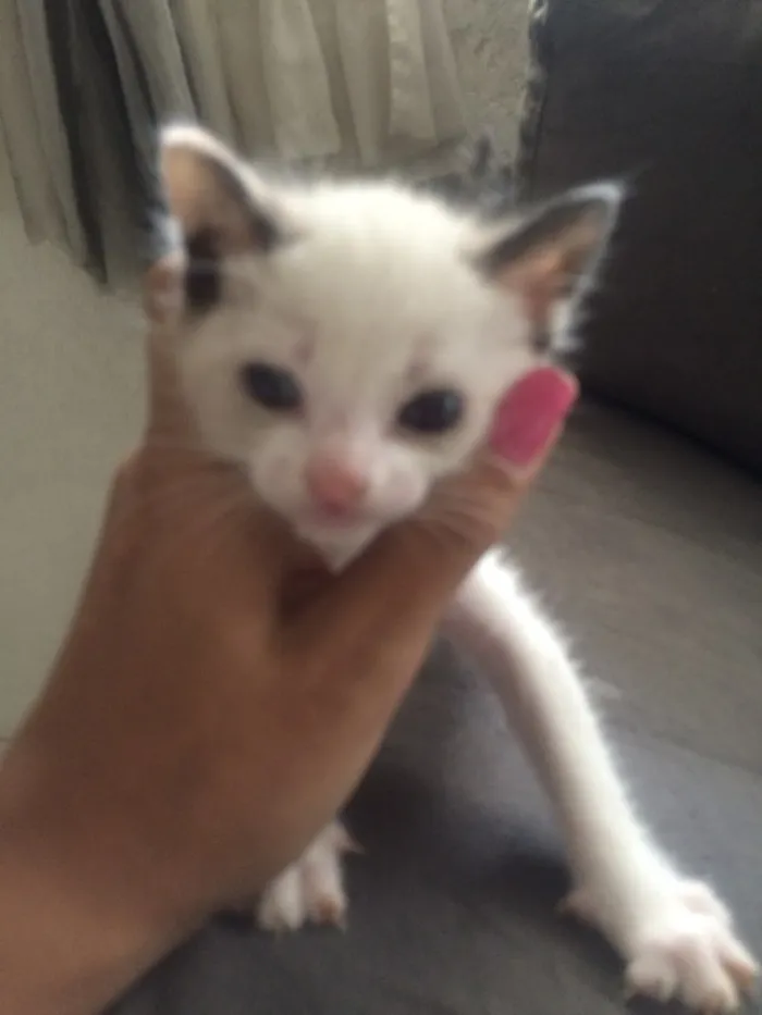 Gato ra a nao definida idade Abaixo de 2 meses nome lilica 