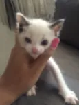 lilica