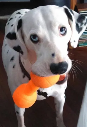 Cachorro raça Dalmata idade 4 anos nome Juno