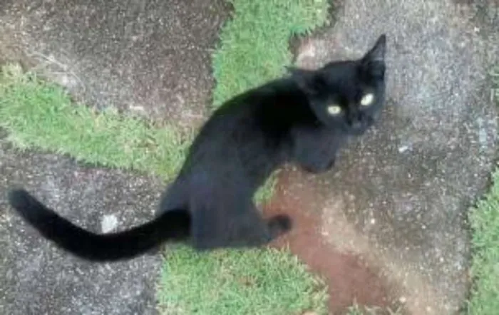 Gato ra a SRD idade 2 a 6 meses nome Nina