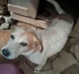 PAJE