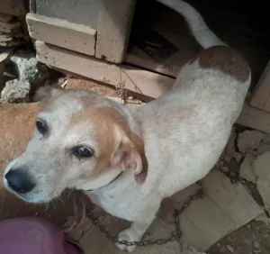 Cachorro raça VIRALATA idade 6 ou mais anos nome PAJE