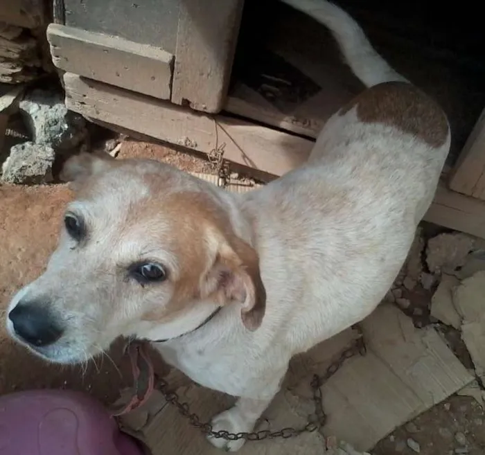 Cachorro ra a VIRALATA idade 6 ou mais anos nome PAJE