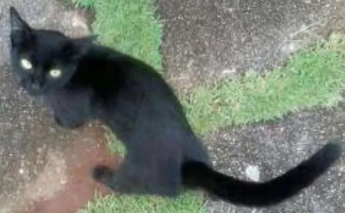 Gato ra a SRD idade 2 a 6 meses nome Nina