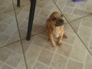 Cachorro raça mistura de podie idade 2 a 6 meses nome pequena