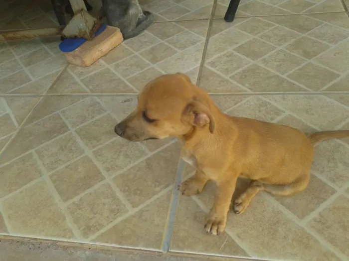 Cachorro ra a mistura de podie idade 2 a 6 meses nome pequena