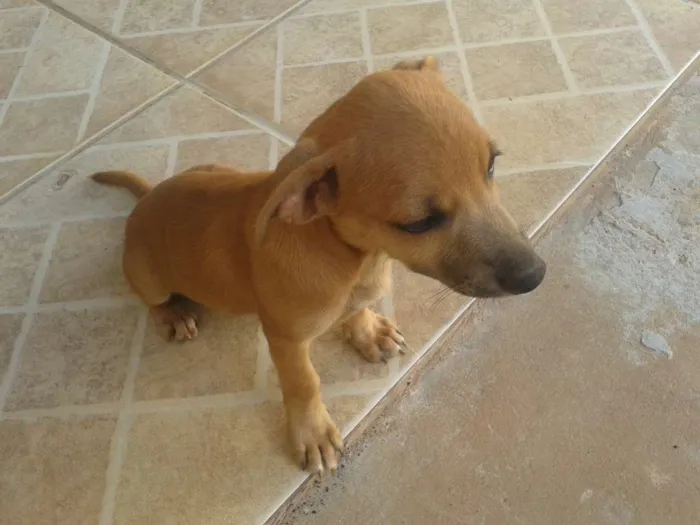 Cachorro ra a mistura de podie idade 2 a 6 meses nome pequena