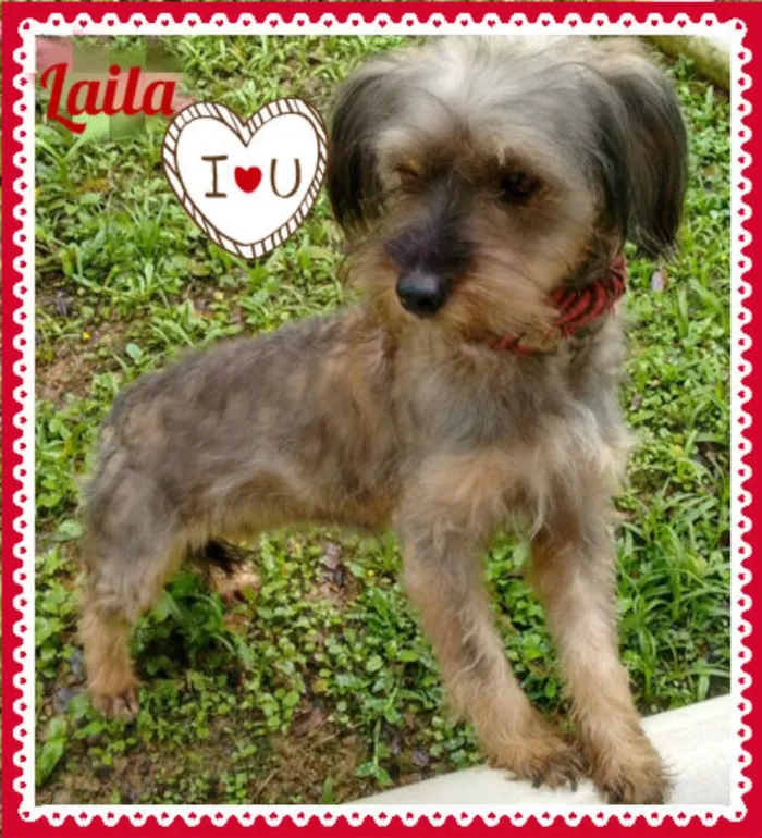 Cachorro ra a SRD idade 2 anos nome Laila