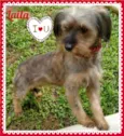 Laila