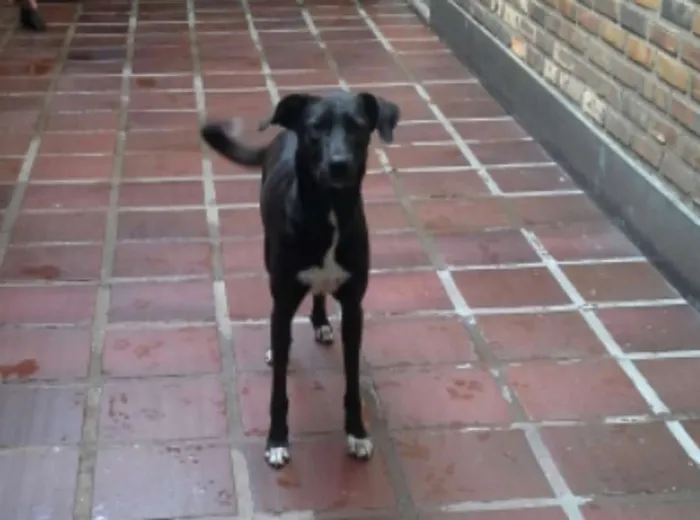 Cachorro raça RND idade 1 ano nome Tigresa