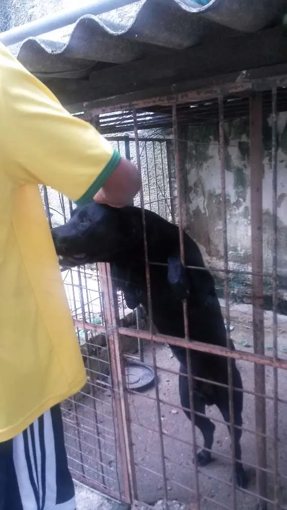 Cachorro raça Labrador idade 2 anos nome chacal