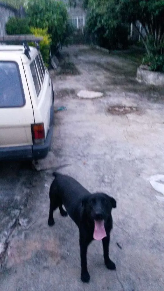 Cachorro raça Labrador idade 2 anos nome chacal