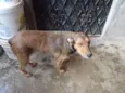 Balú