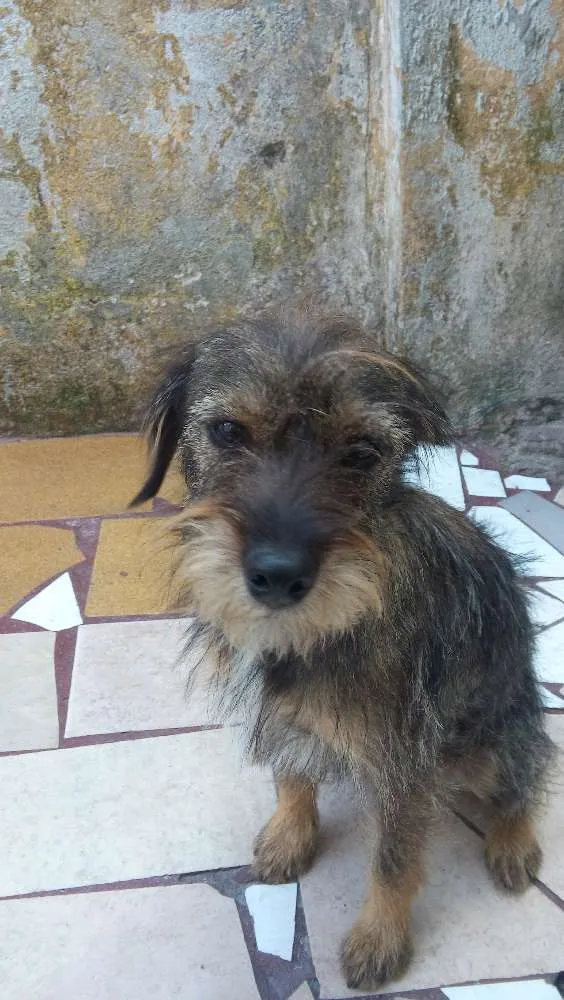 Cachorro ra a srd idade 7 a 11 meses nome banze