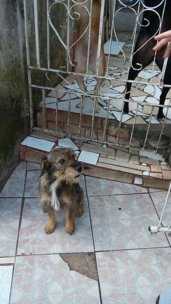Cachorro ra a srd idade 7 a 11 meses nome banze