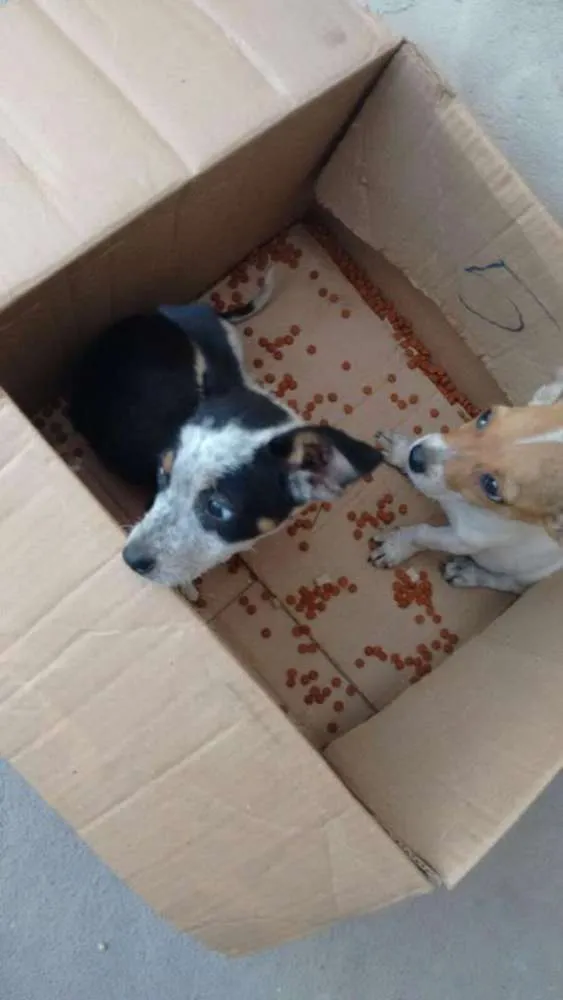 Cachorro ra a não sei idade Abaixo de 2 meses nome não tem