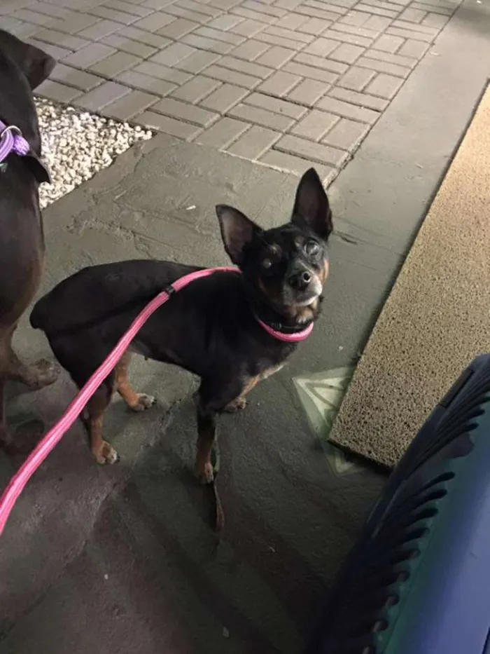 Cachorro ra a Pinscher idade 6 ou mais anos nome xxx