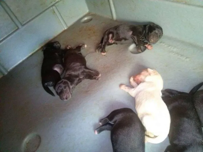 Cachorro ra a Labrador idade Abaixo de 2 meses nome Kiara