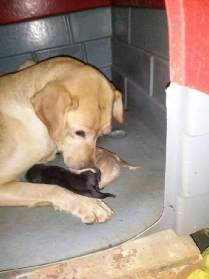 Cachorro ra a Labrador idade Abaixo de 2 meses nome Kiara
