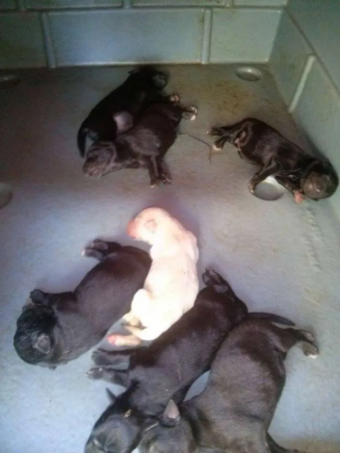 Cachorro ra a Labrador idade Abaixo de 2 meses nome Kiara