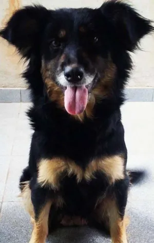 Cachorro raça Indefinida idade 4 anos nome Kira