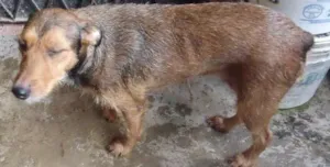Cachorro raça vira lata idade 3 anos nome Balú