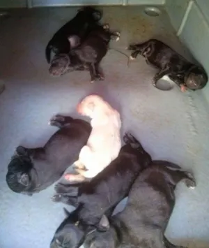 Cachorro raça Labrador idade Abaixo de 2 meses nome Kiara