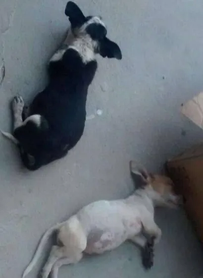 Cachorro raça não sei idade Abaixo de 2 meses nome não tem