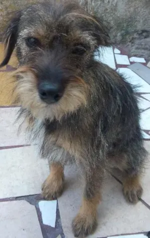 Cachorro raça srd idade 7 a 11 meses nome banze