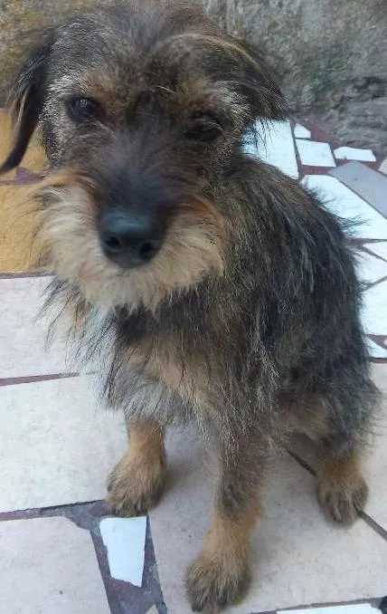 Cachorro ra a srd idade 7 a 11 meses nome banze