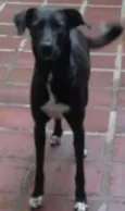 Tigresa