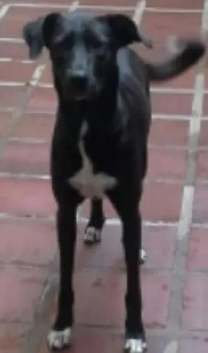 Cachorro raça RND idade 1 ano nome Tigresa