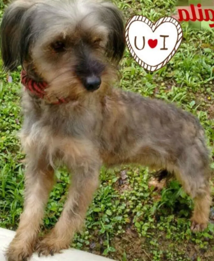 Cachorro ra a SRD idade 2 anos nome Laila